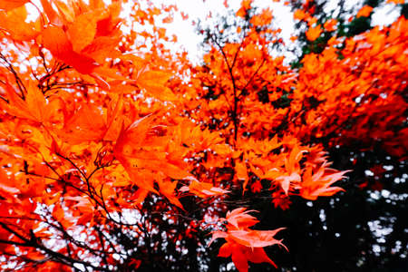 Autumn season colorful of tree and leaves  in Japanの写真素材