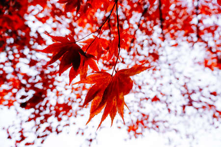 Autumn season colorful of tree and leaves  in Japanの写真素材