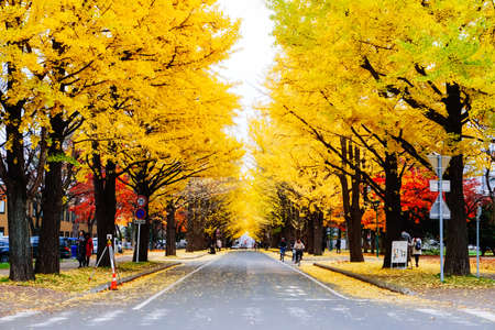 Autumn season colorful of tree and leaves  in Japanの写真素材