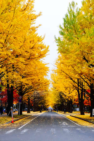 Autumn season colorful of tree and leaves  in Japanの写真素材