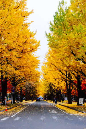 Autumn season colorful of tree and leaves  in Japanの写真素材