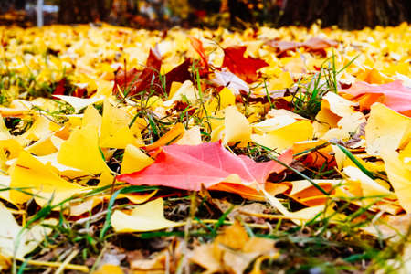 Autumn season colorful of tree and leaves  in Japanの写真素材