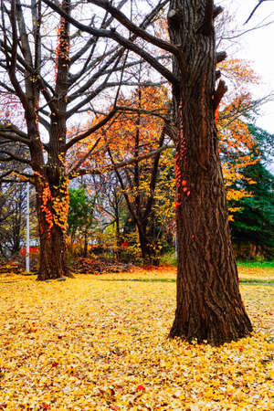 Autumn season colorful of tree and leaves  in Japanの写真素材