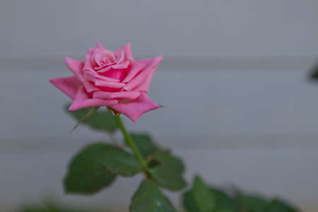 Pink Roseの写真素材