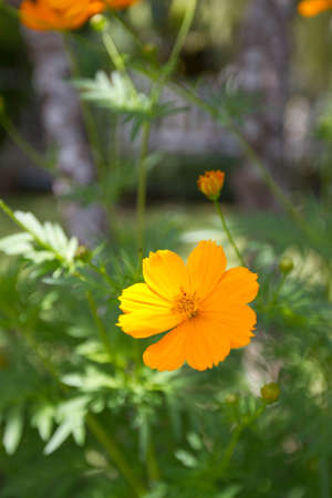 Yellow flowerの写真素材