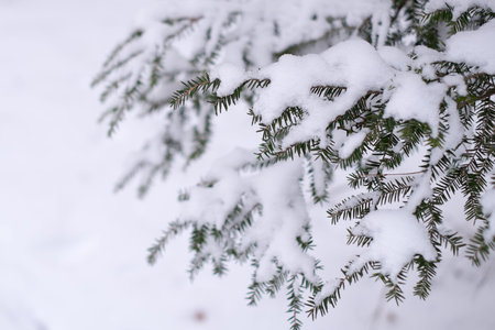 Pine tree branch covered with snow