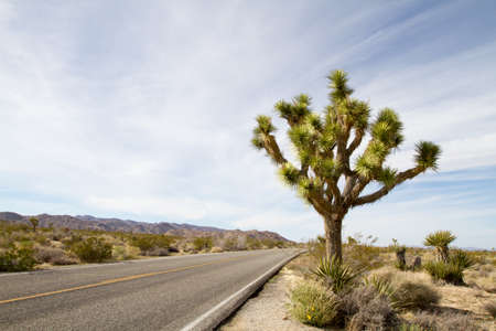 Straight road in desertの写真素材