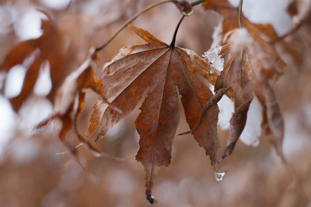 Dry Maple leaves in winter