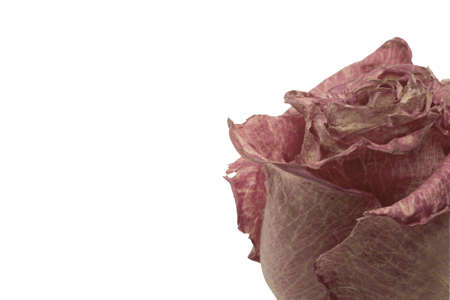 DRIED ROSE ON WHITE BACKGROUND - SPACE FOR TEXTの写真素材
