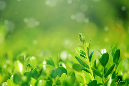 Green leaves with nice bokeh light. For background.の写真素材