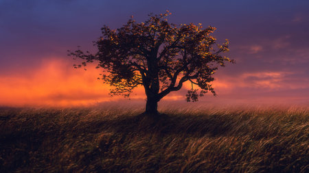 Beautiful landscape with a lonely tree in a field