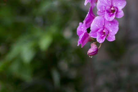 orchids in the morningの写真素材