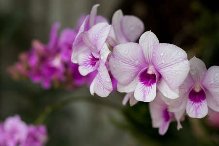 Dendrobiumの写真素材
