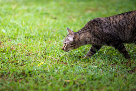 Cat  walking on grassの写真素材