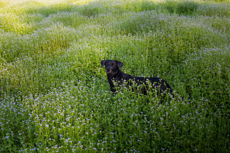 labrador walking in the parkの写真素材