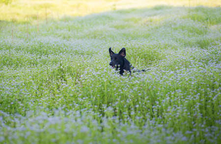 labrador walking in the parkの写真素材