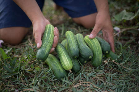 Fresh cucumbers grown organic.の写真素材