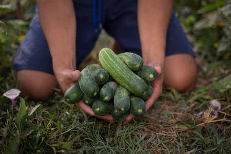 Fresh cucumbers grown organic.の写真素材