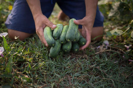 Fresh cucumbers grown organic.の写真素材