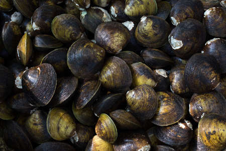 Sea shells found in mangrovesの写真素材