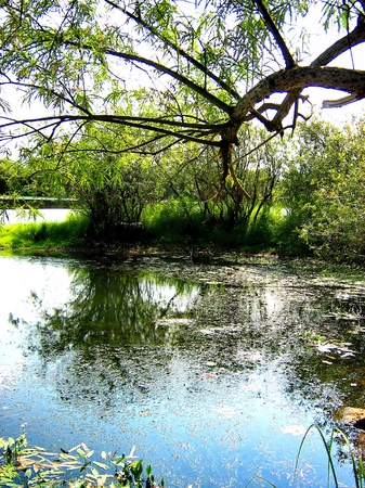 Forest Lakeの写真素材