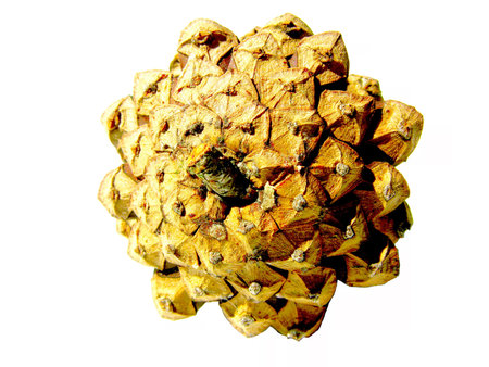 Big pine cone 