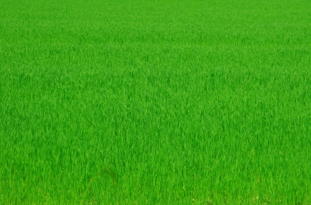 Green grass backgroundの写真素材