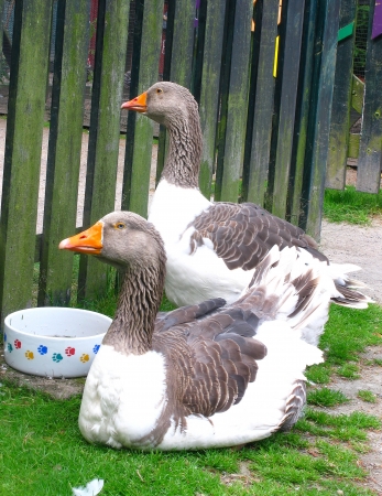Two geeseの写真素材