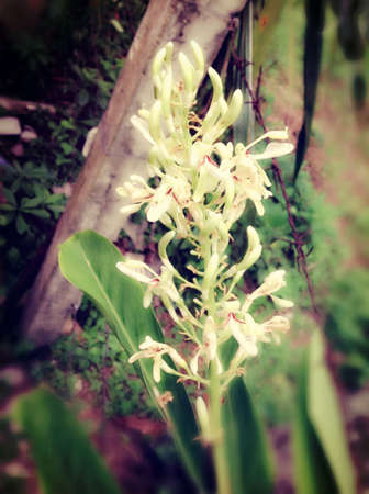 Galingale flowerの素材