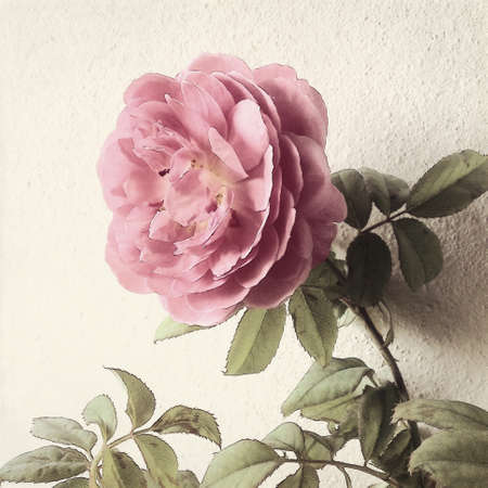 Retro roseの素材