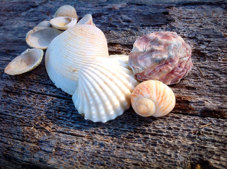 Shell on the wood