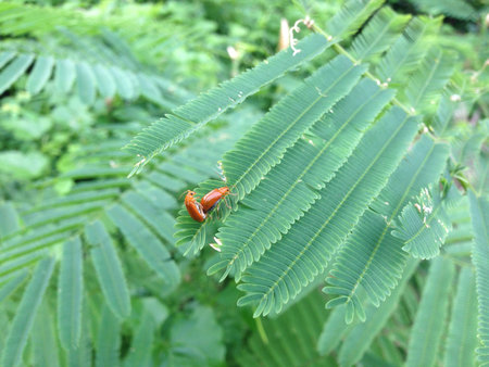 Pair of insects mating