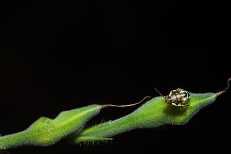 STINK BUGS