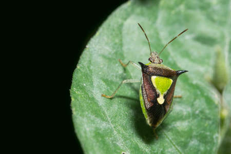 STINK BUGSの写真素材