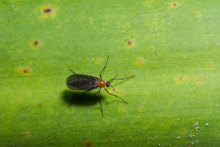 Scarabの写真素材