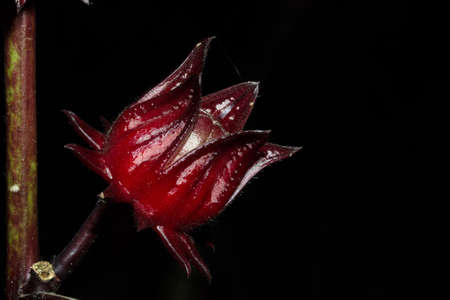 roselleの写真素材