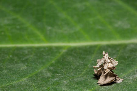 worm cocoonsの写真素材