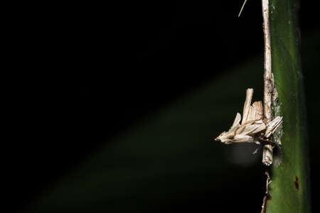 worm cocoonsの写真素材