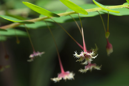 macro Flower