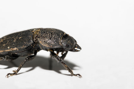 insectの写真素材