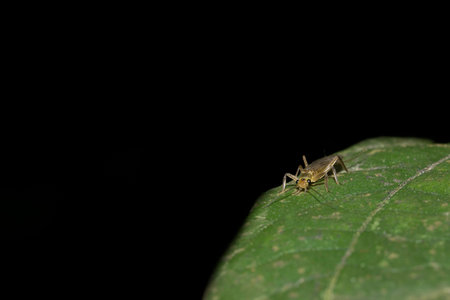 Insectの写真素材