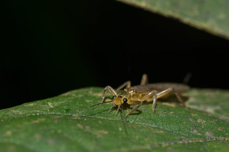 Insect
