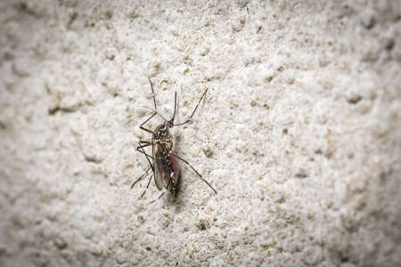 mosquitoの写真素材