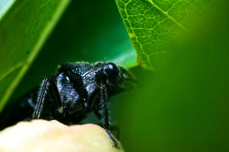 macro insectsの写真素材