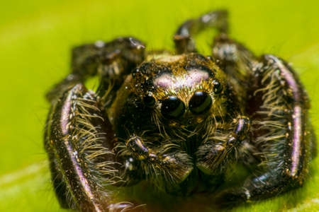 Macro spiderの写真素材