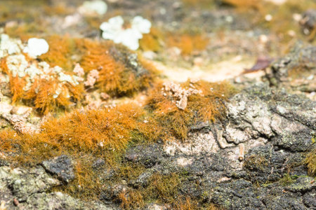 tree wood texture