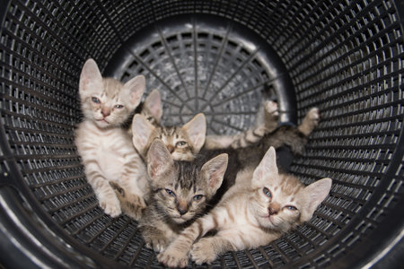 Cute kitten, brown and gray.の写真素材