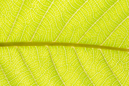 Background pattern of leaf