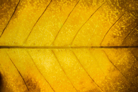 Background pattern of leafの写真素材