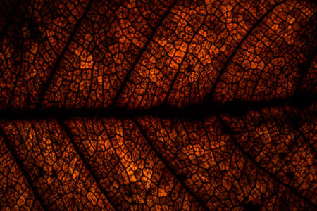 Background pattern of leafの写真素材